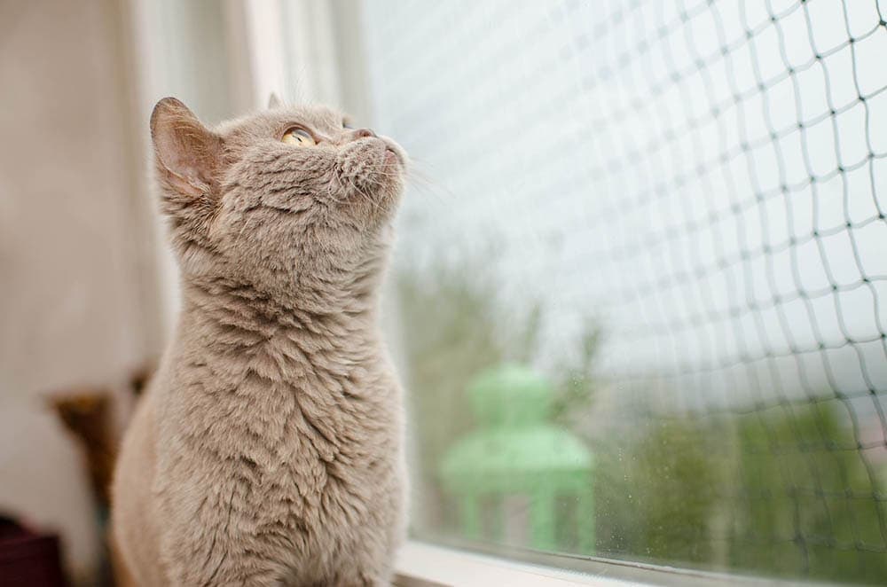 cat looking at the screened window