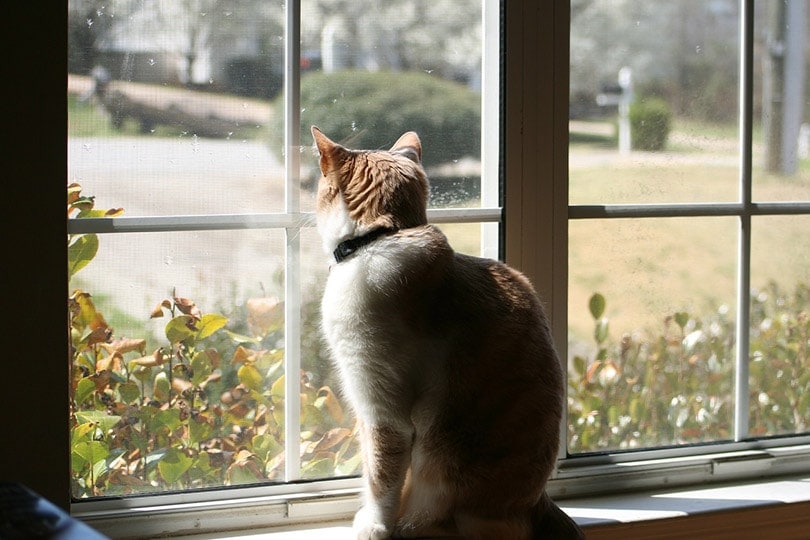 Gato mirando hacia afuera por la ventana.