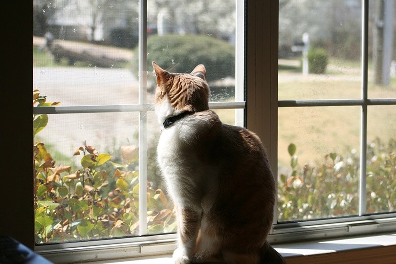 cat looking outside the window cat looking outside the window