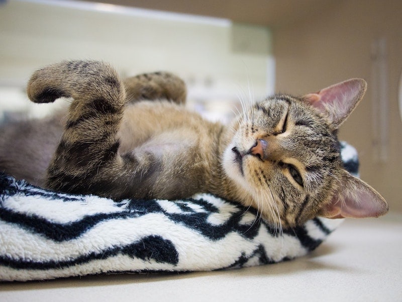 cat lying down with one eye closed