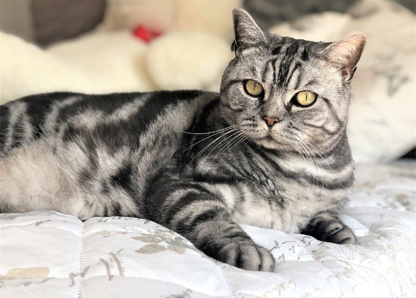 cat lying on comforter