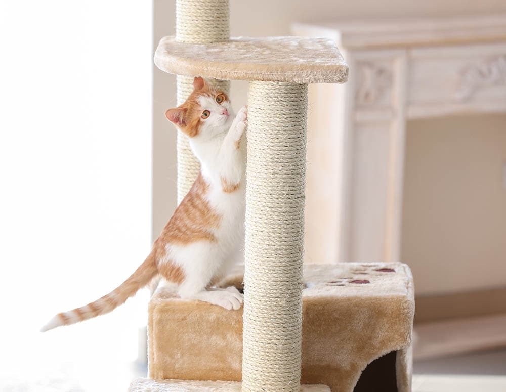 cat on sisal rope cat tree