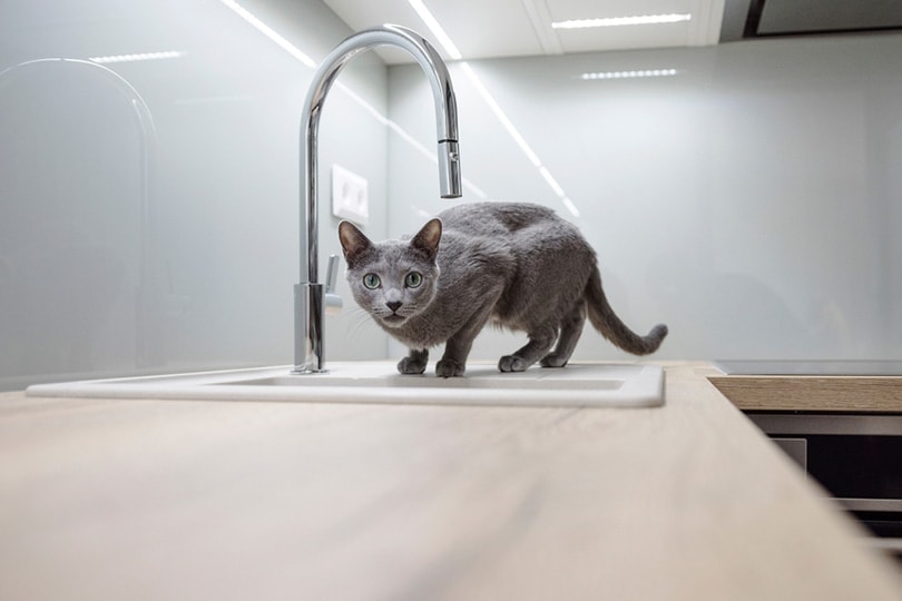 cat on the kitchen counter