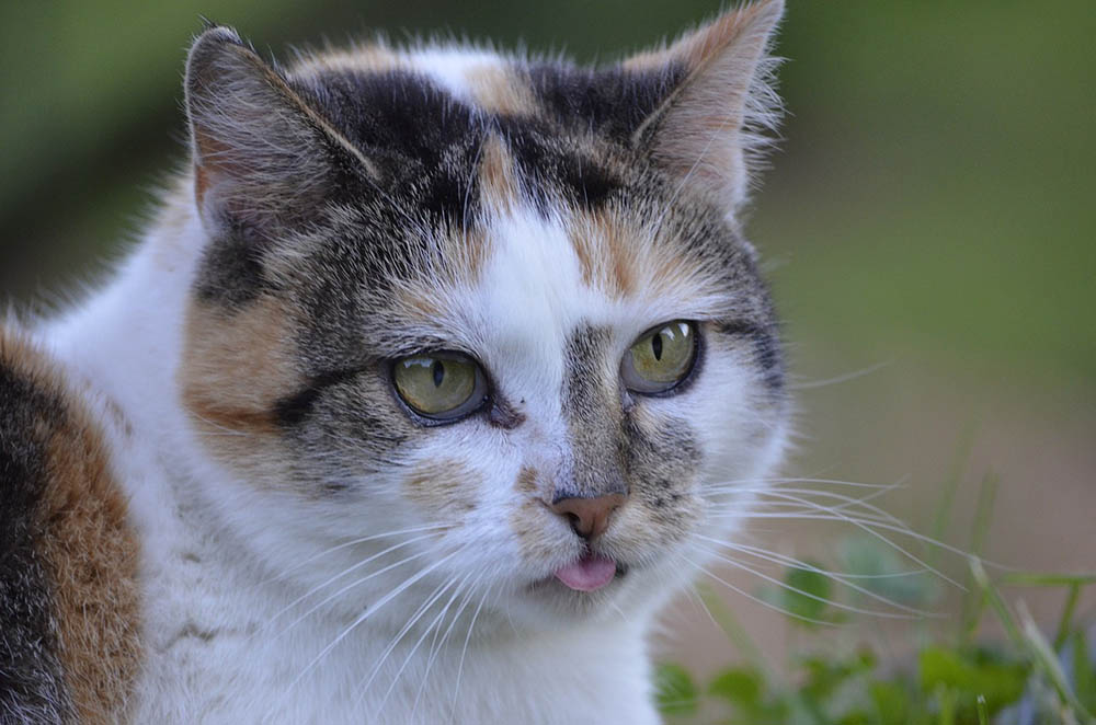 cat panting close up