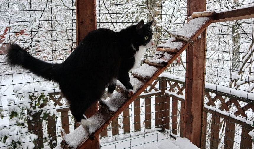 cat patio