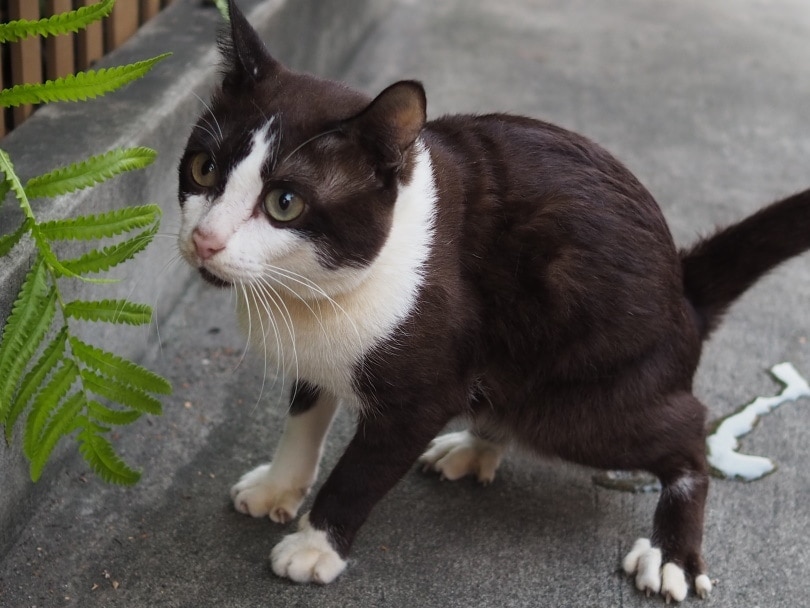 cat peeing on the floor