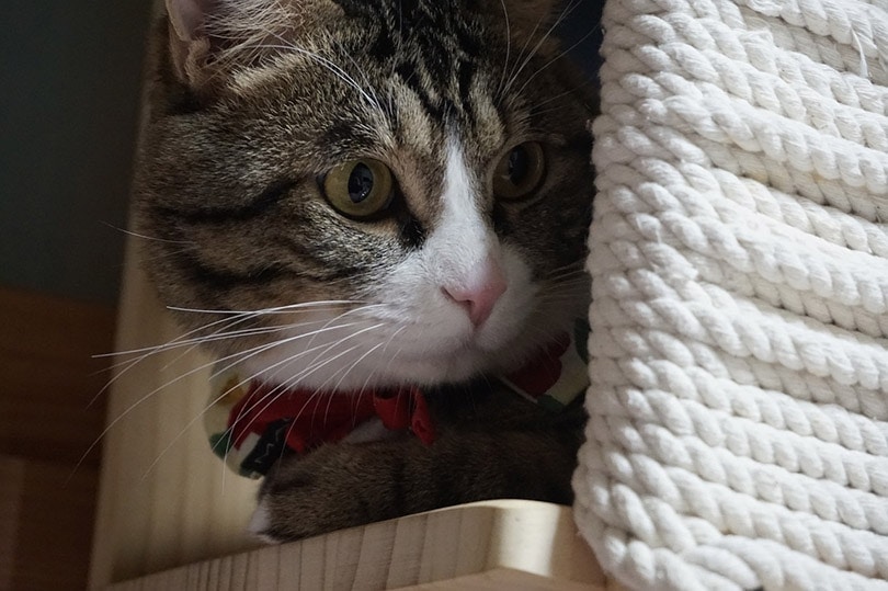 cat peeking from a wooden cat house