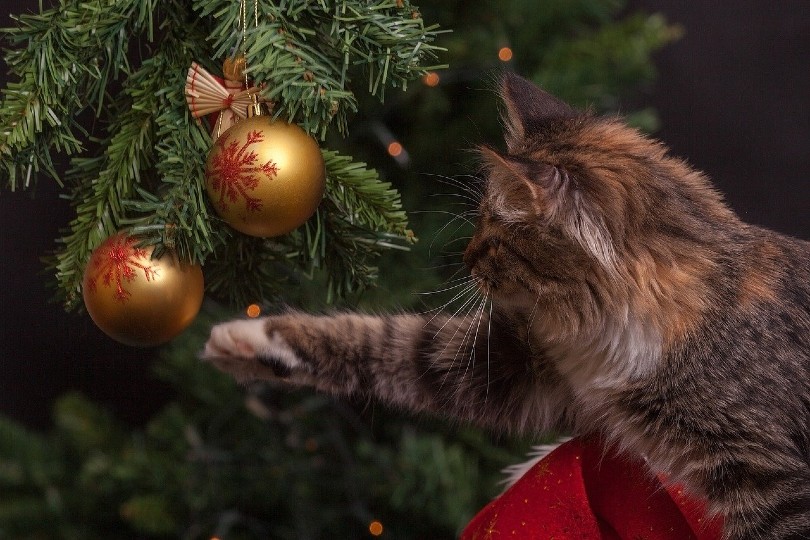cat playing with christmas tree decors