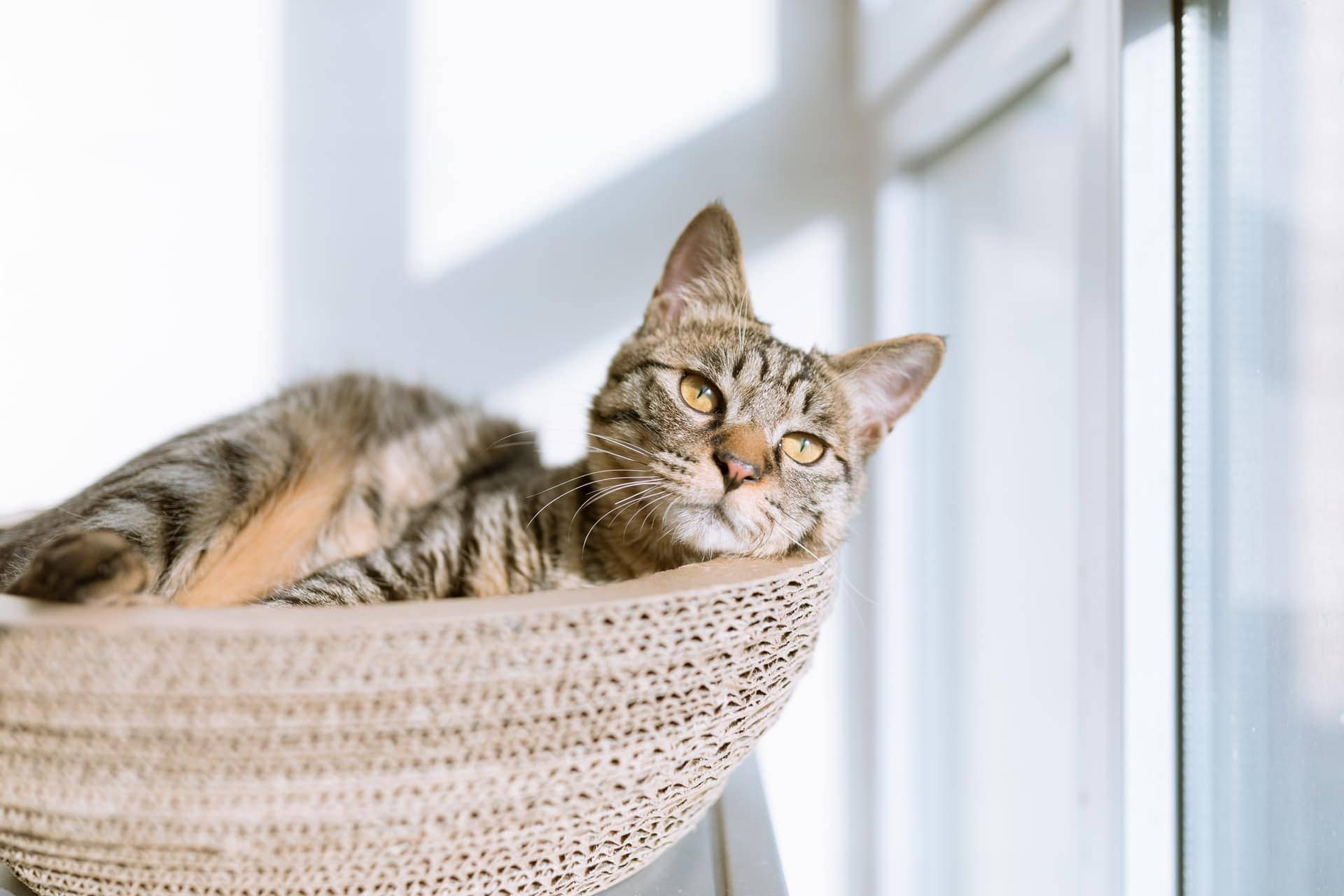 cat resting on a basket hammock