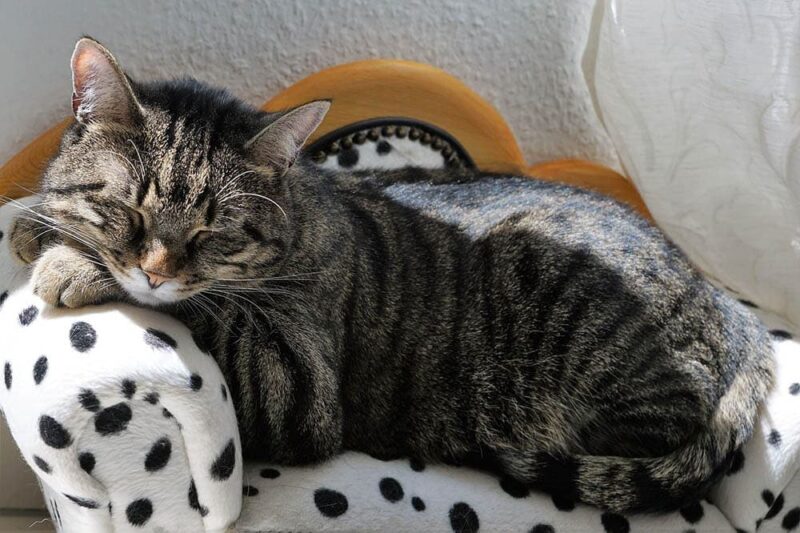 cat sleeping in a sofa