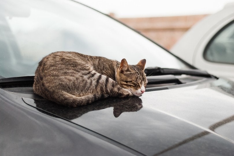 cat sleeping on car hood