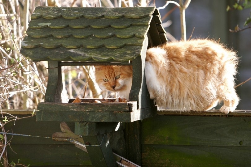 cat stealing food from bird feeder