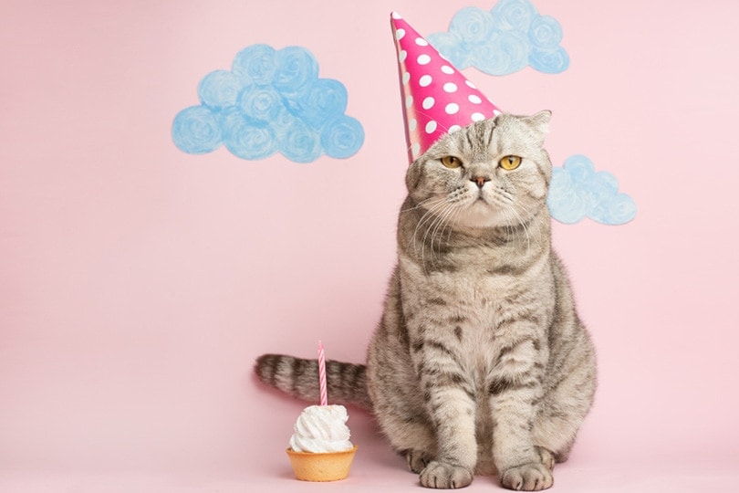 cat with party hat celebrating birthday with a cake