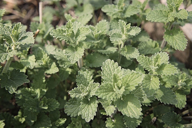 cây catnip ngoài trời