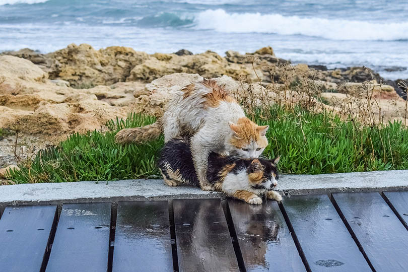 cats mating on a path by the sea cats mating on a path by the sea