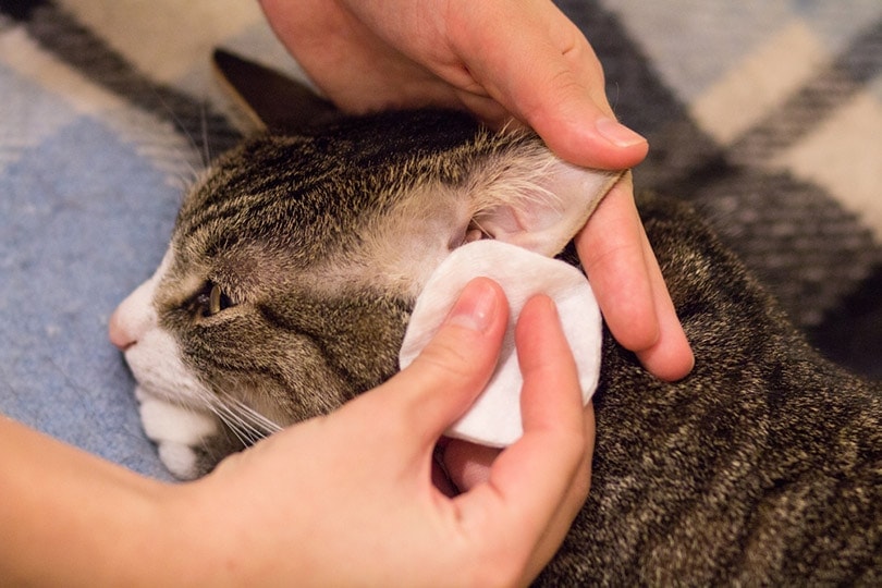 cat's owner cleaning its ears with a cotton pad