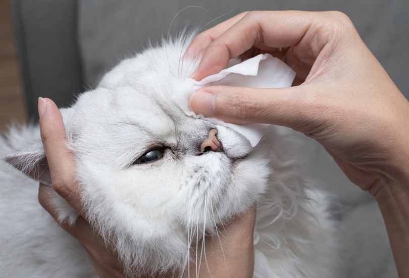 Top Eye Problems for Cats