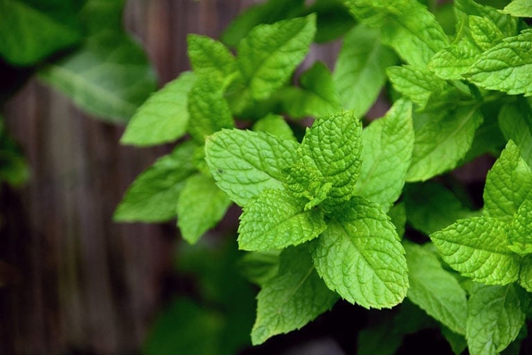 Can Cats Eat Peppermint? What You Need to Know! Hepper