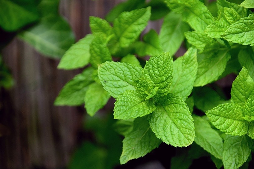 close up of a peppermint plant