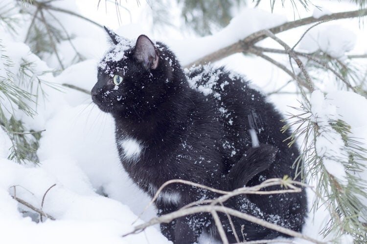 cold cat in snow