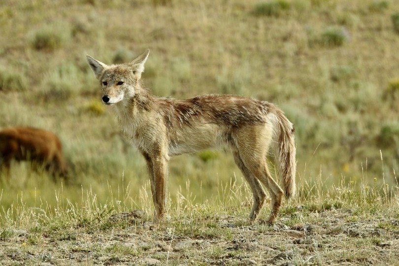 coyote in the wild