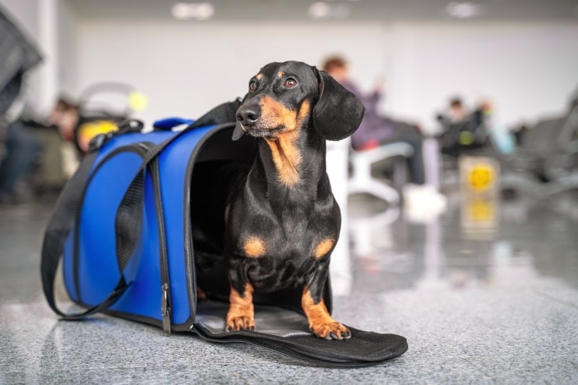 dachshund sits on pet carrier