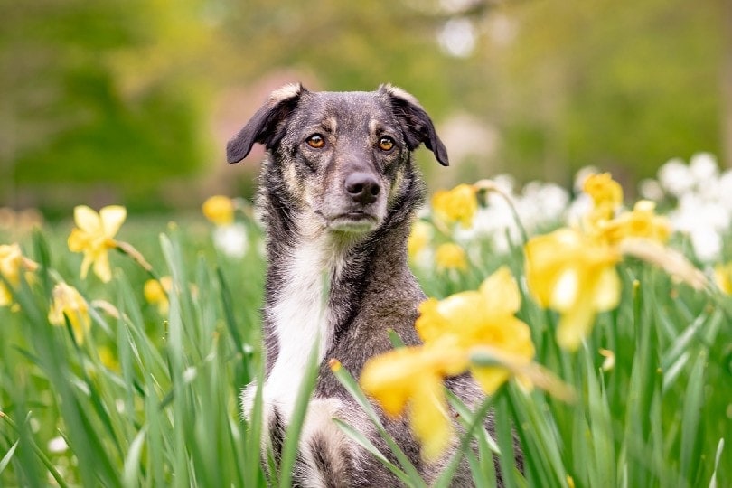 dog at the garden