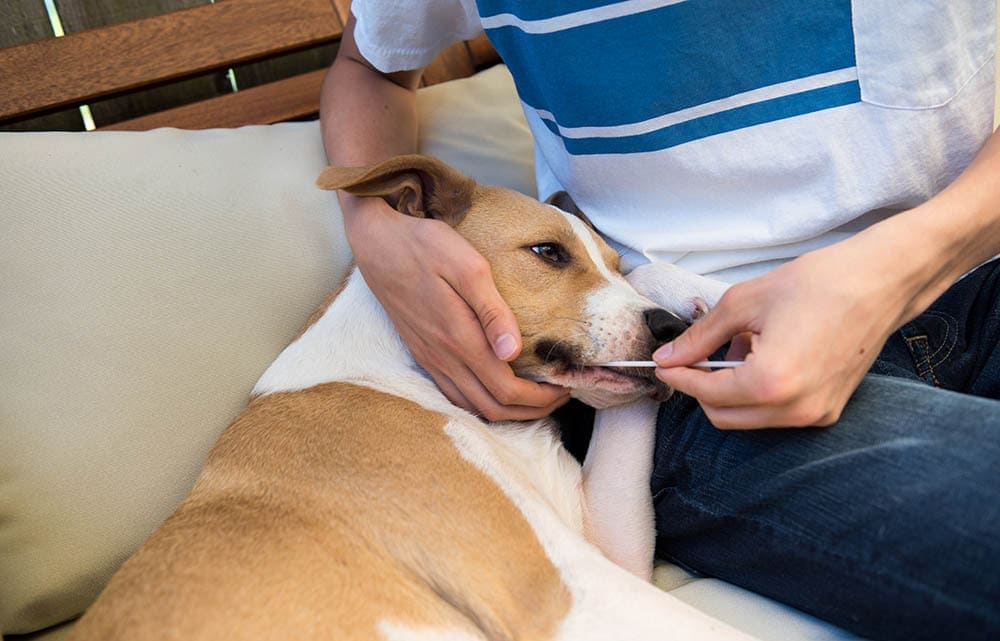 dog-getting-swabbed-for-DNA-testing_Anna-Hoychuk_Shutterstock