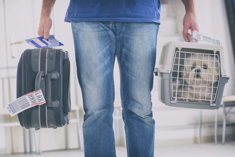dog inside pet carrier