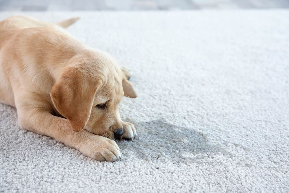 dog lying on its pee spot