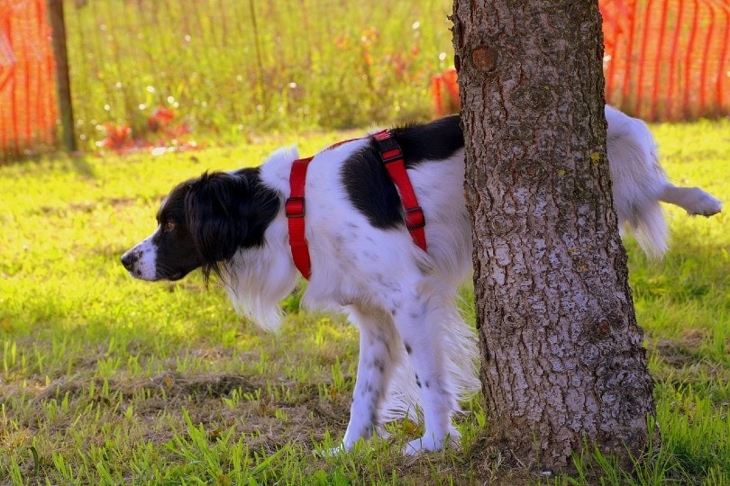 dog peeing on tree at the park