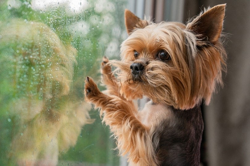 dog scared of the rain