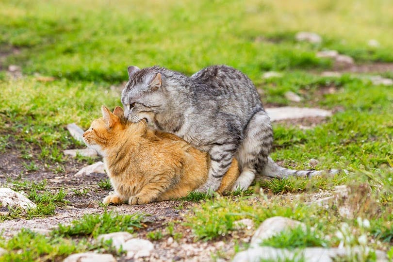 domestic cats in the act of mating