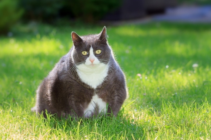 Gato con sobrepeso sentado en el jardín. 