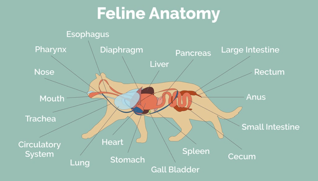 feline anatomy