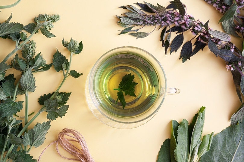 fresh catnip leaves in glass cup