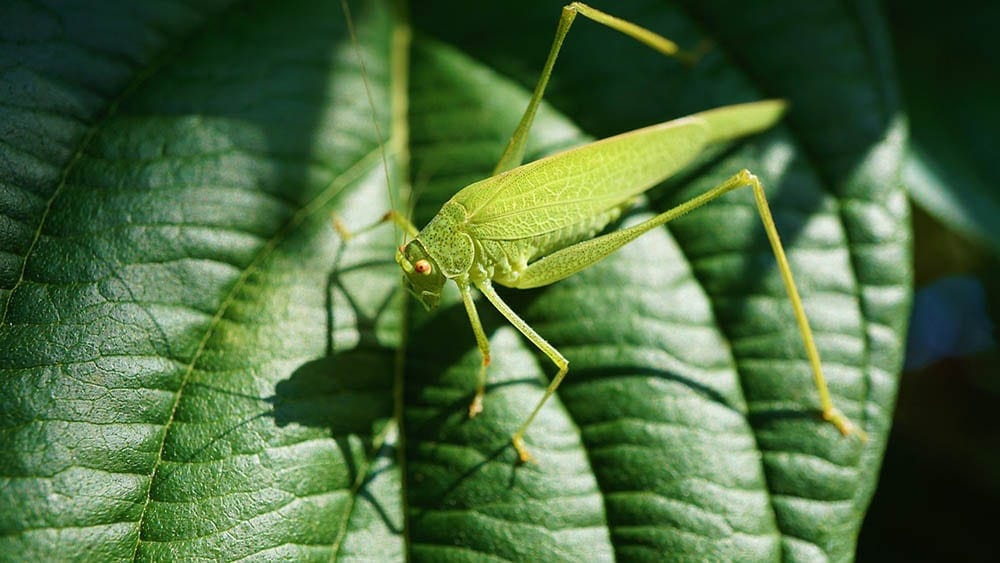 grasshopper on a leaf