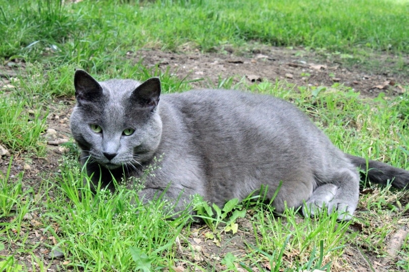 grey fat cat on the grass