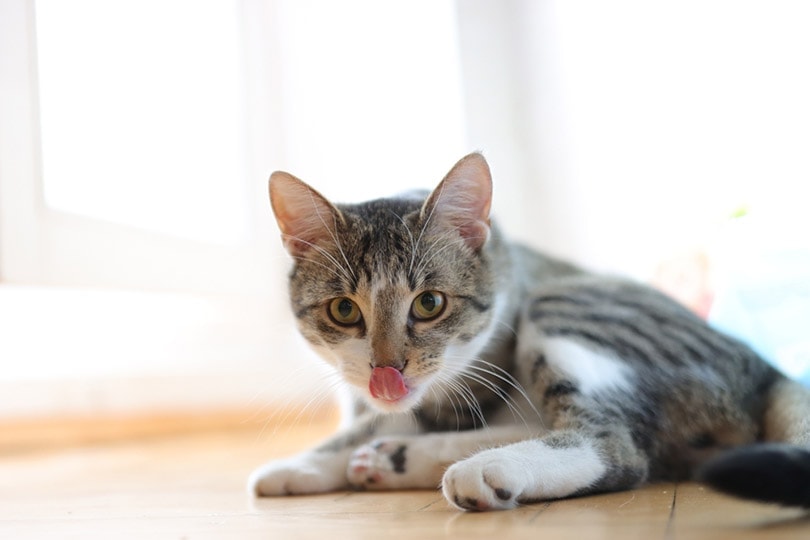 grey tabby cat sticking tongue out while lying on the floor