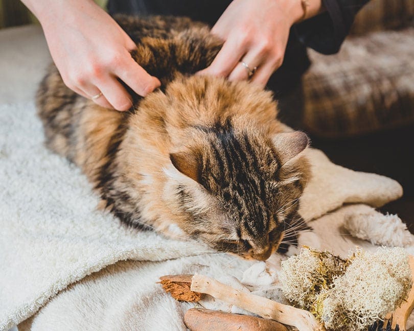 hands pinching the skin of the tabby cat