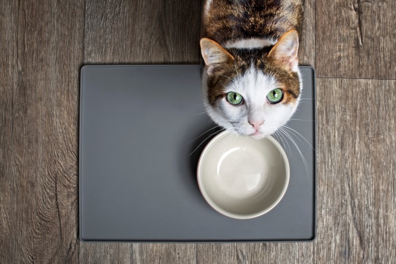 hungry cat with green eyes waiting for dinner in front of empty bowl