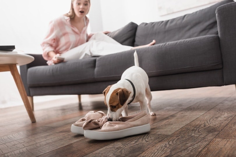 Dog shop steals shoes