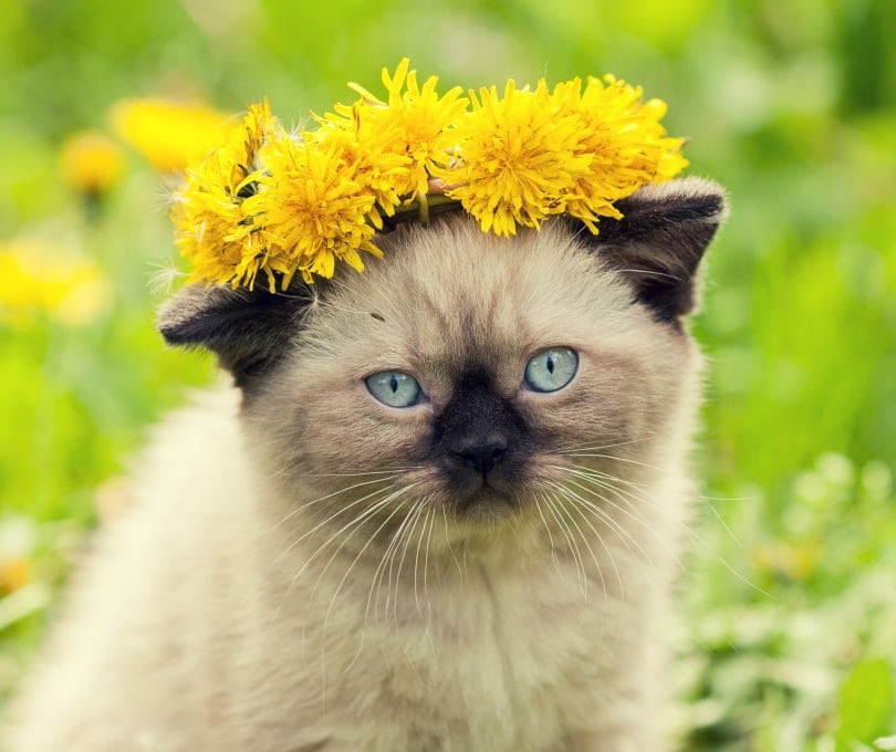 kitten crowned witn flowers