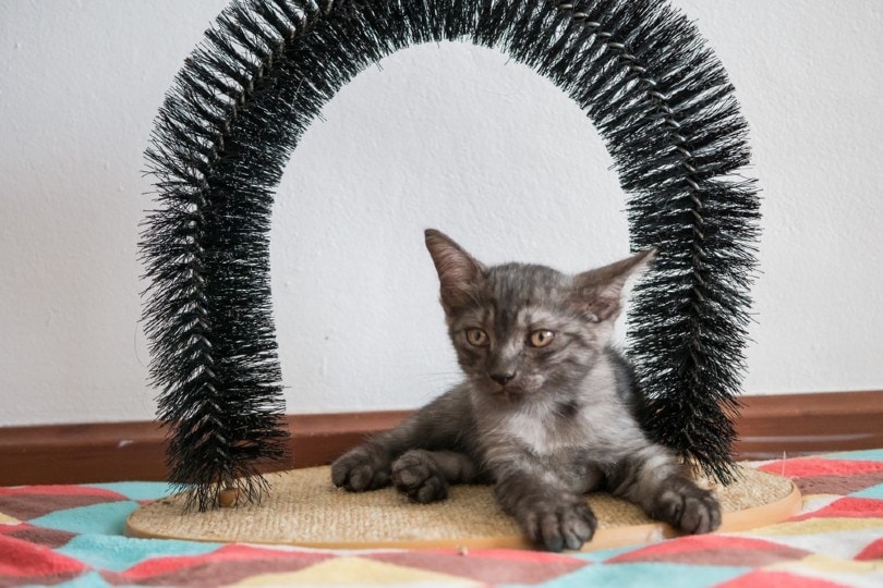 kitten in a grooming arch