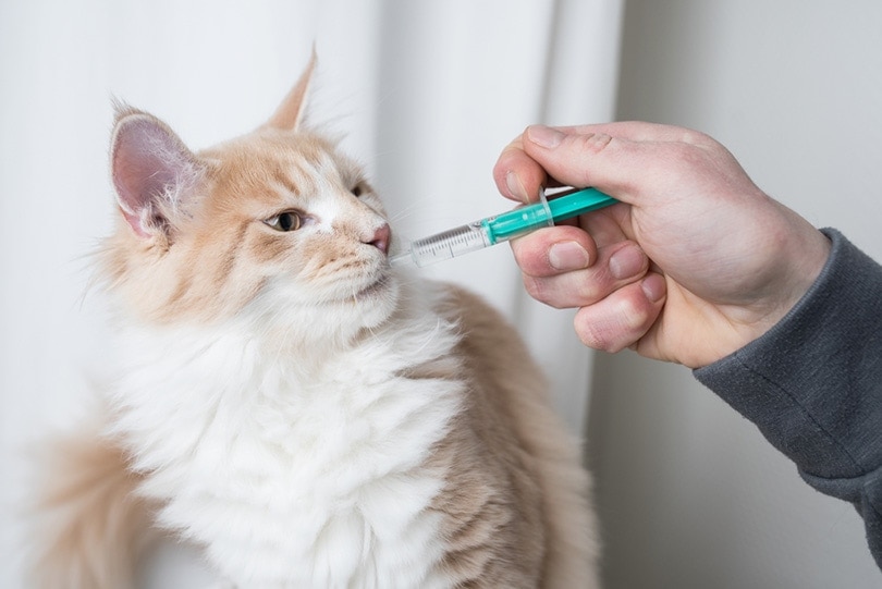 maine coon cat getting medication into mouth with syringe