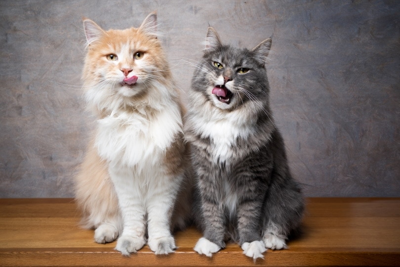 maine coon cats sitting