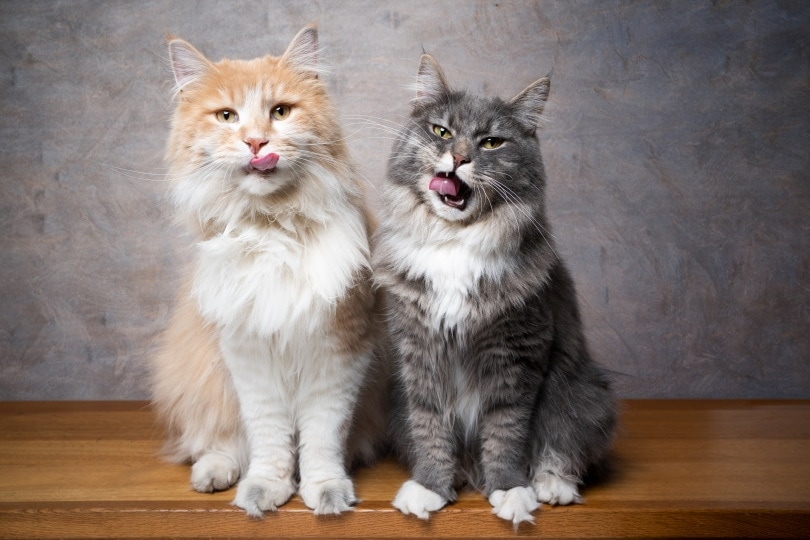 Pigment reductor Manøvre 300 Maine Coon Names: Our Top Picks for Your Gigantic Cat | Hepper