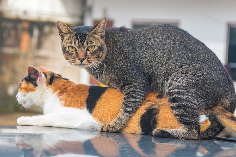 male gray tabby cat mounting on a female calico cat