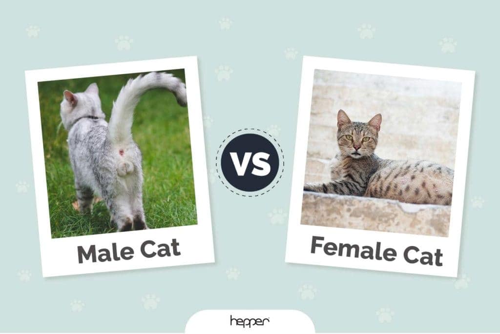 Are female cats more vocal?