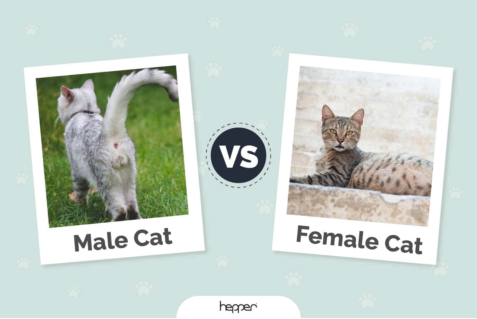 male vs female cat feature